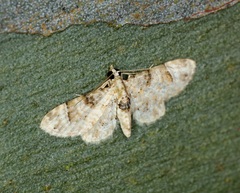 Gymnoscelis admixtaria