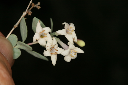 Desert snowberry (Symphoricarpos longiflorus)
