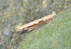 Hypatima spathota