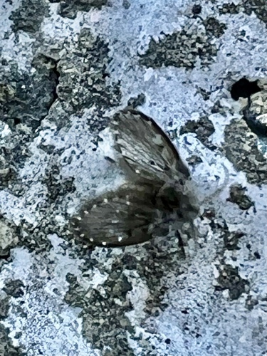 Unknown species found near Bevan Dr, Fairfax, VA, US
