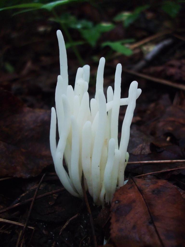 Clavaria