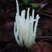 Clavaria - Photo (c) Richard Tehan, some rights reserved (CC BY-NC-SA), uploaded by Richard Tehan