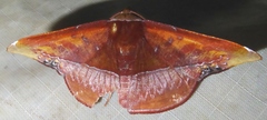 Fascellina clausaria