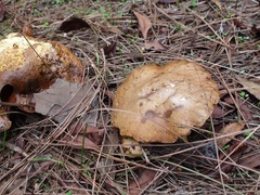 Suillus bellinii