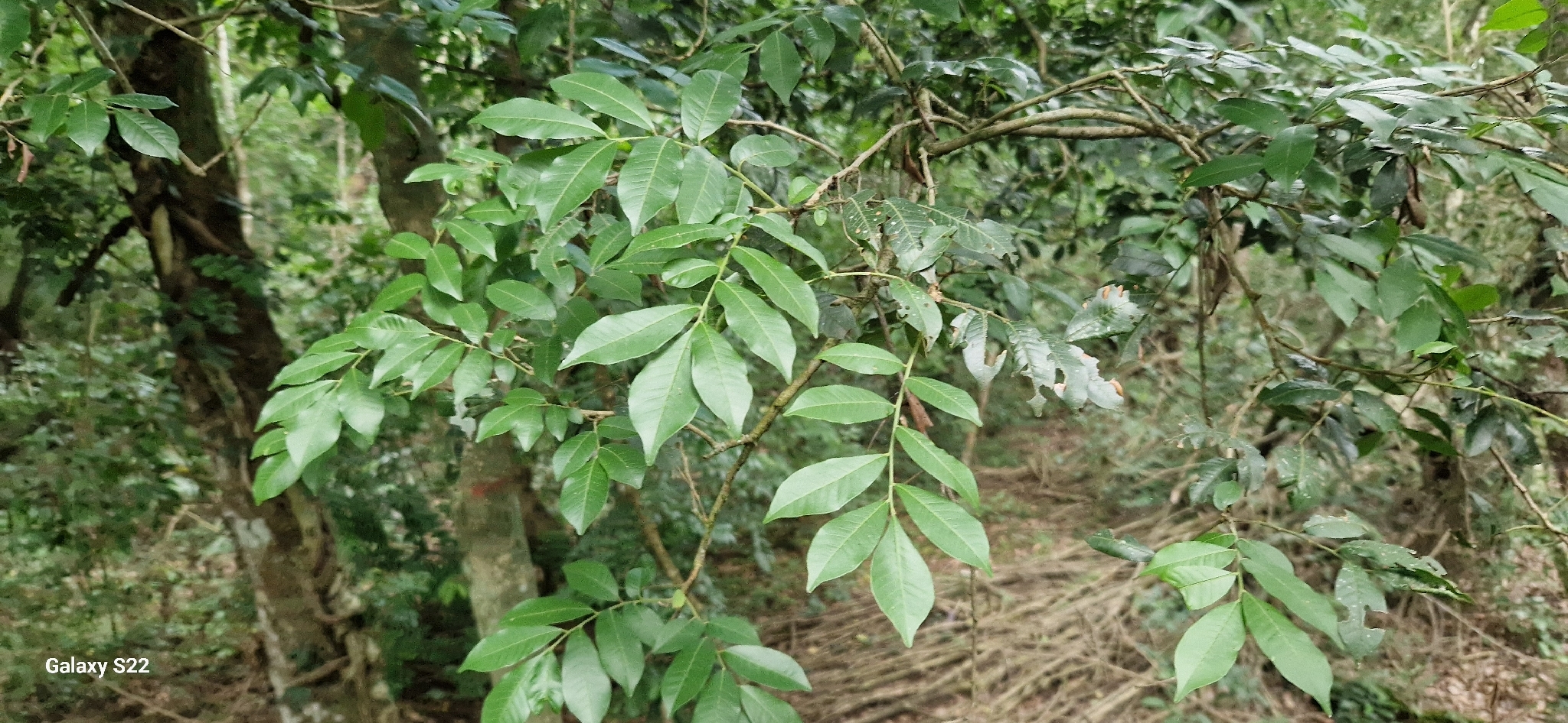 Trichilia catigua