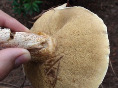 Suillus bellinii