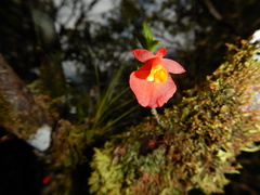 Fernandezia subbiflora