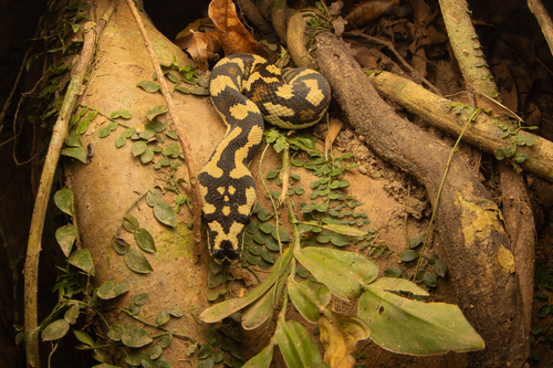 Jungle Carpet Python sighting