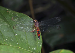 Erythrodiplax fervida