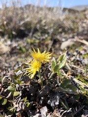 Hamadryas argentea