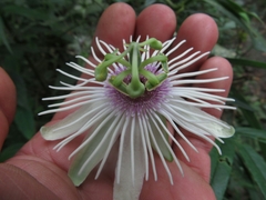 Passiflora lehmannii