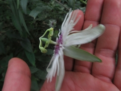 Passiflora lehmannii