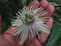 Passiflora lehmannii
