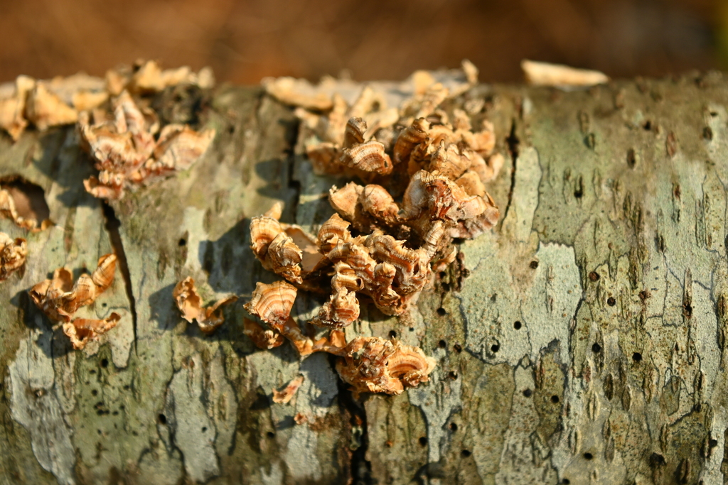 Stereum complicatum · November 2025 · photo: © merkertgrace (iNaturalist, cc-by)