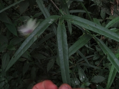 Passiflora lehmannii