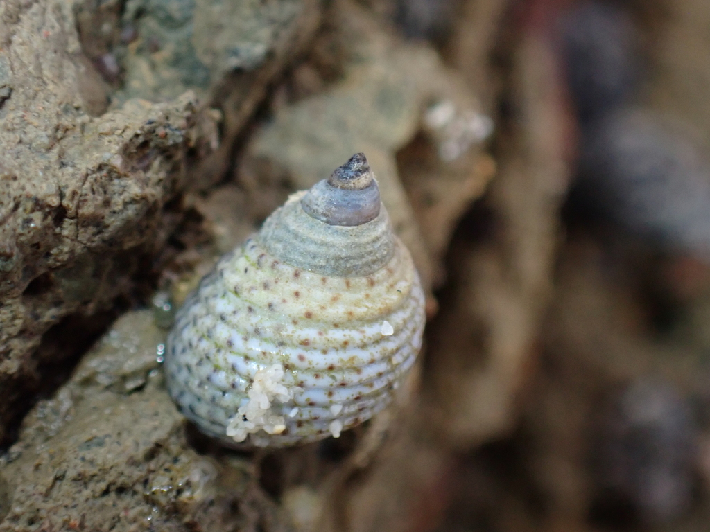 Echinolittorina conspersa