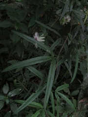 Passiflora lehmannii