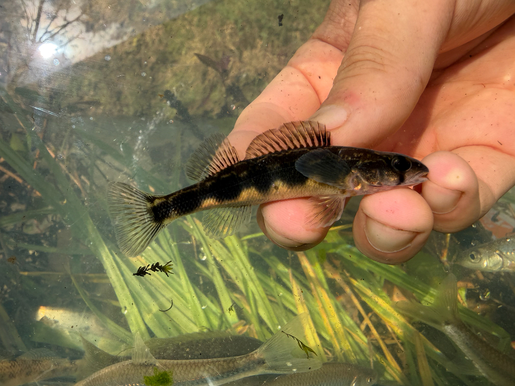 Stripeback Darter