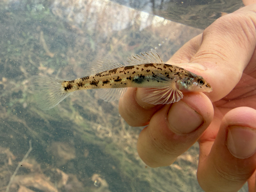Glassy darter (Etheostoma vitreum) — Percidae — 2