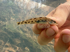 Glassy Darter photo 3