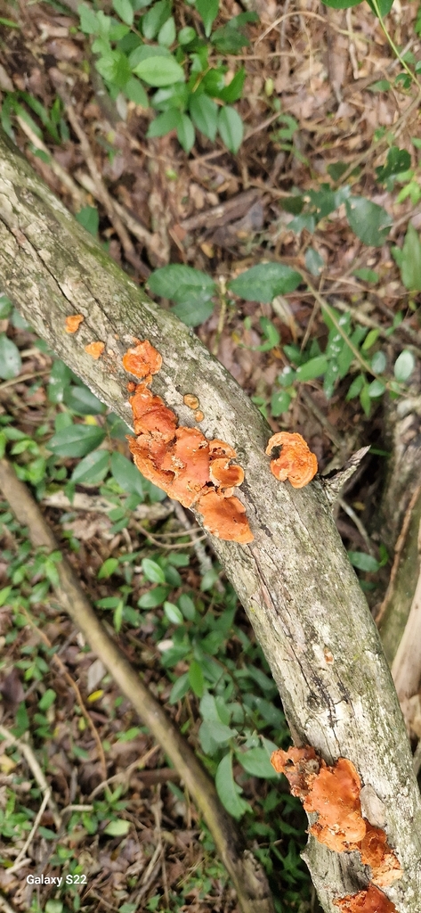 Trametes sanguinea · November 2025 · photo: © jcsvenning (iNaturalist, cc0)