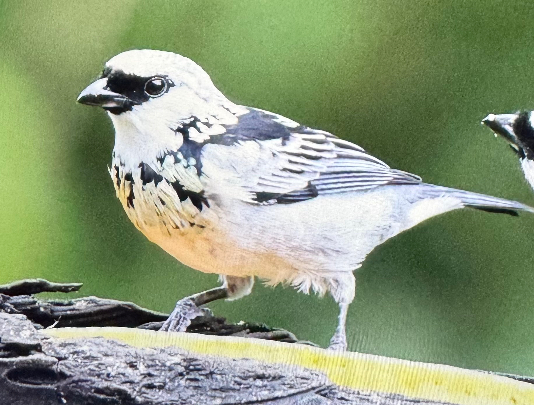 Grey-and-gold Tanager (Poecilostreptus palmeri), photo 3