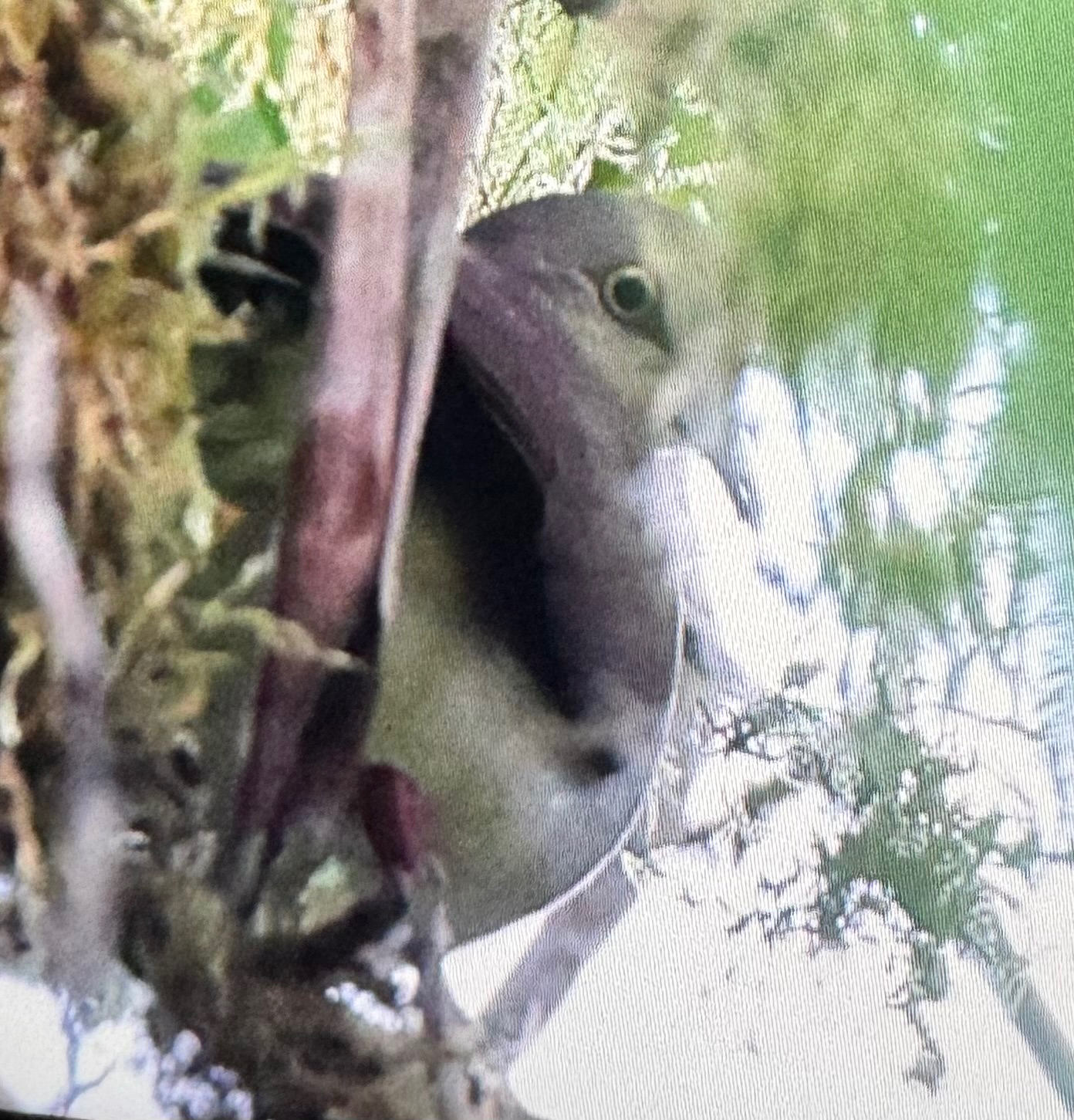 Pallid Dove (Leptotila pallida), photo 2