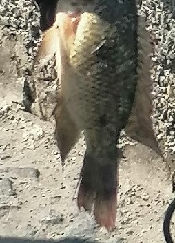 Oreochromis andersonii
