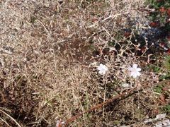 Stephanomeria exigua exigua