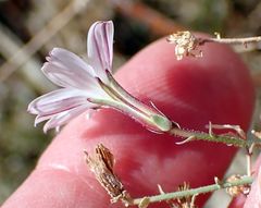 Stephanomeria exigua exigua