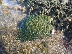 Dasycladus vermicularis