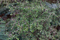 Coprosma cuneata