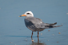 Snowy-Crowned Tern photo 1