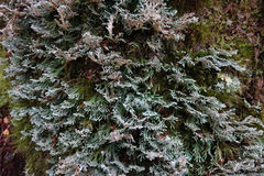 Bunodophoron australe