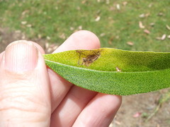 Liriomyza citreifemorata