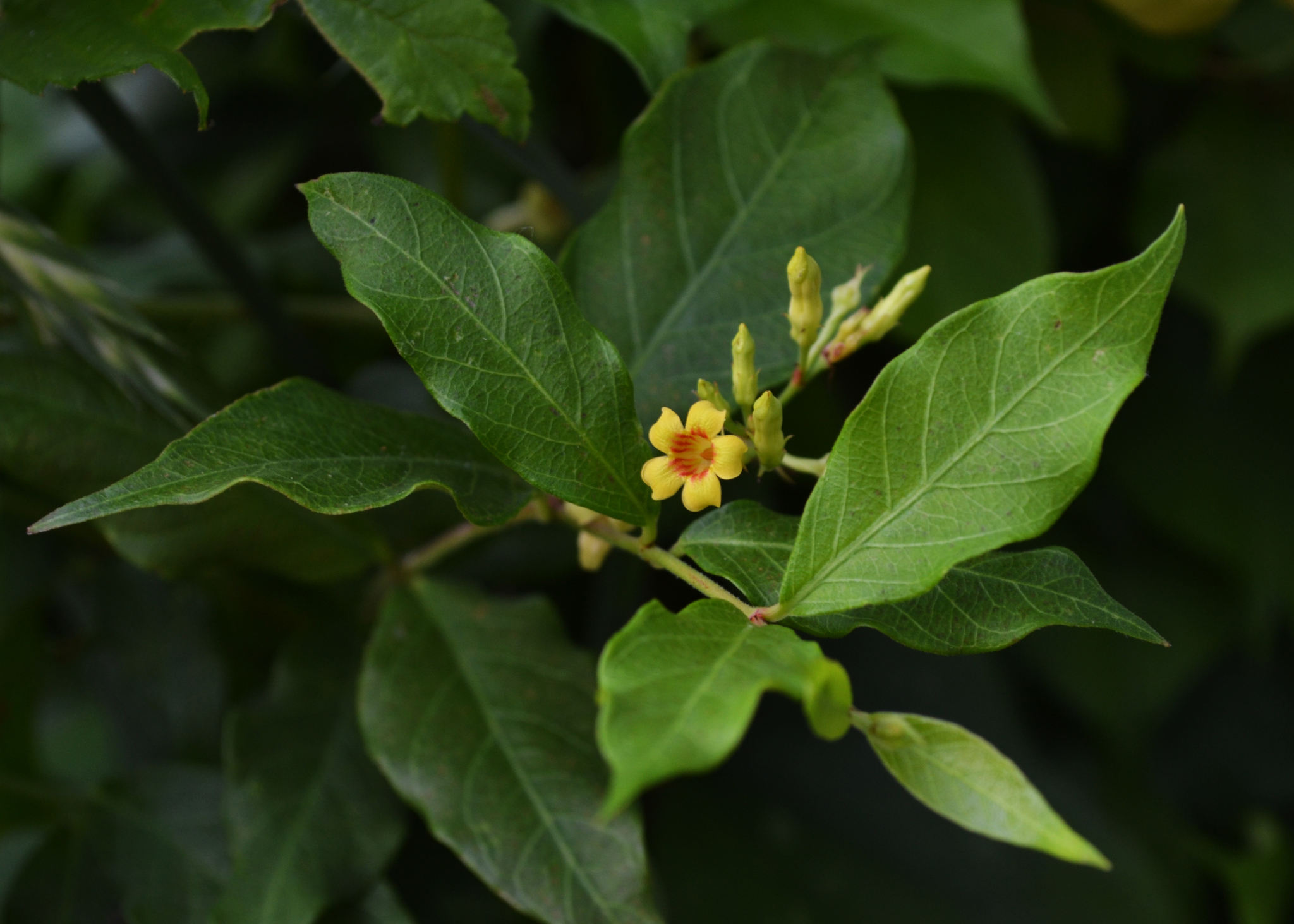 Thyrsanthella difformis