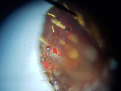 Xyleborus volvulus