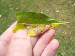 Liriomyza citreifemorata