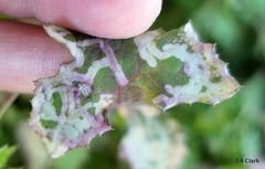 Golovinomyces sonchicola