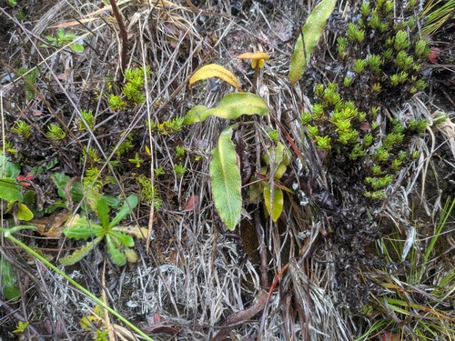 Elaphoglossum paleaceum observed 2025-11-13