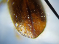 Xyleborus volvulus