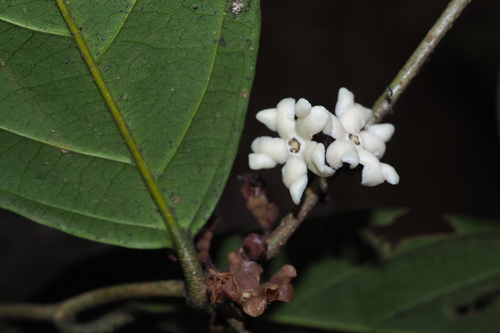 Erycibe griffithii observed 2019-11-14