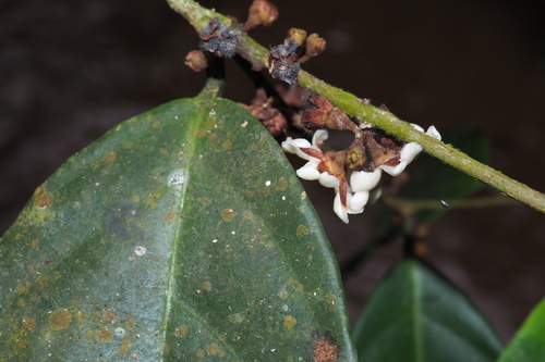 Erycibe griffithii observed 2019-11-14