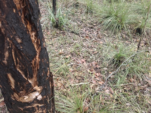 Common Tree Snake sighting