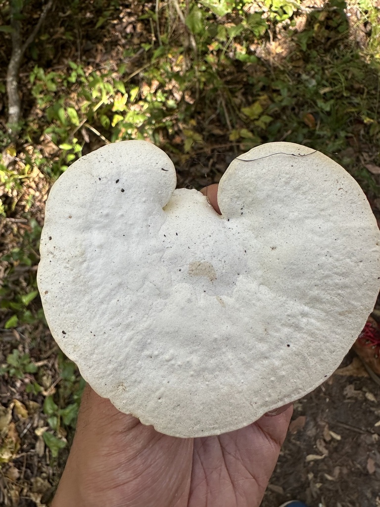 Trametes aesculi · November 2025 · photo: © ash2016 (iNaturalist, cc-by)