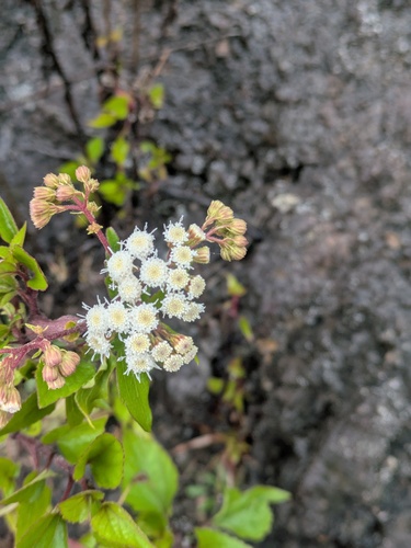 Ageratina adenophora observed 2025-11-13
