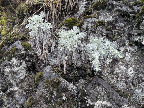 Artemisia mauiensis observed 2025-11-13