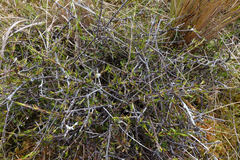 Coprosma elatirioides