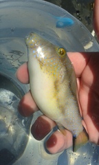 Canthigaster capistrata