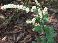 Artemisia lactiflora